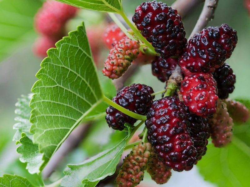 Шелковица купить саженцы из питомнике в Воткинске