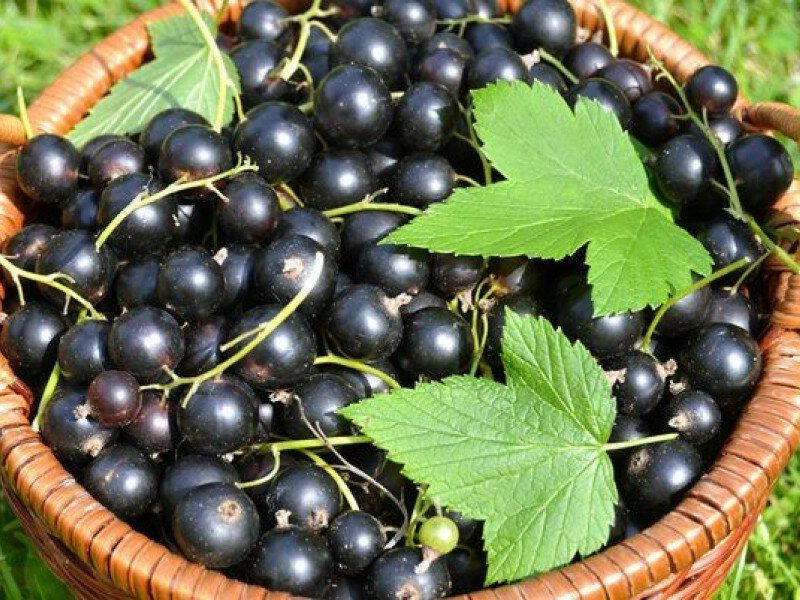 Смородина купить саженцы из питомника в Воткинске