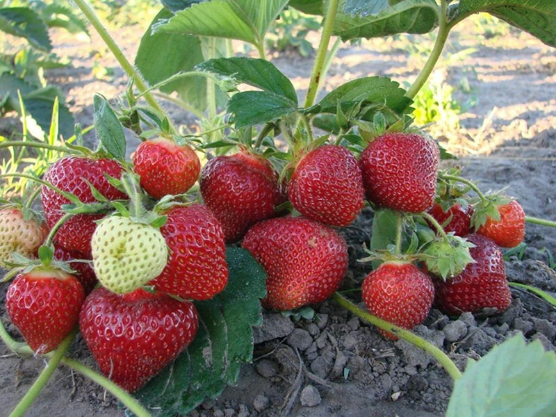 Клубника купить саженцы из питомника в Воткинске