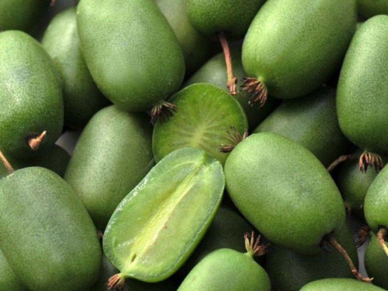 Актинидия купить саженцы из питомнике в Воткинске
