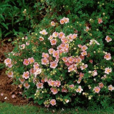 Лапчатка "ГЛАМУР ГЕРЛ" (стакан Р9)