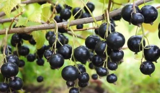 Смородина"ДАЧНИЦА"