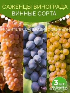 Виноград саженцы комплект Ркацители, Саперави, Совиньон Блан 3 шт.
