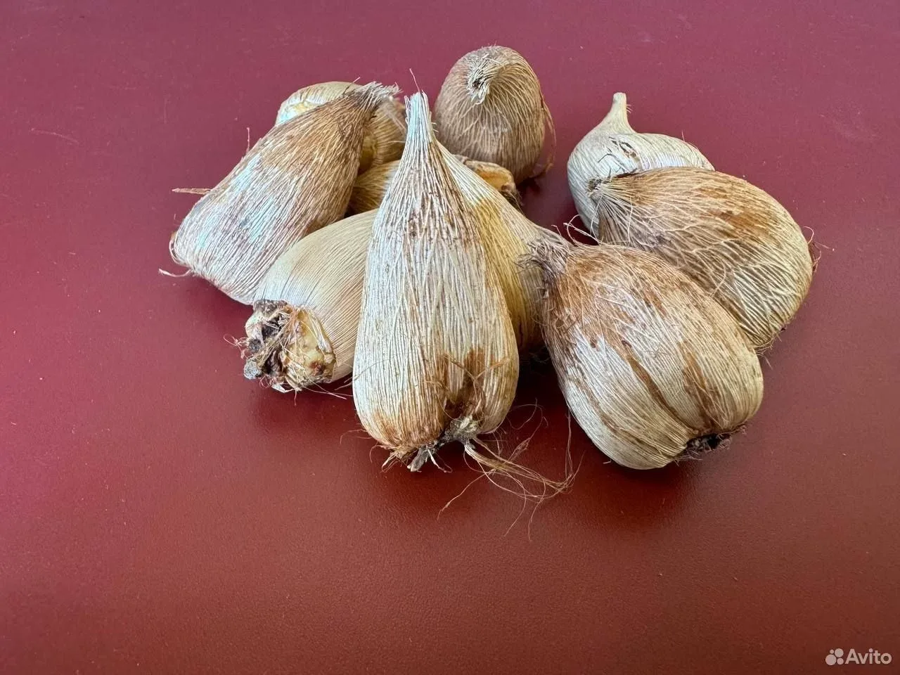 Фрезия Пинк луковицы 10 шт.
