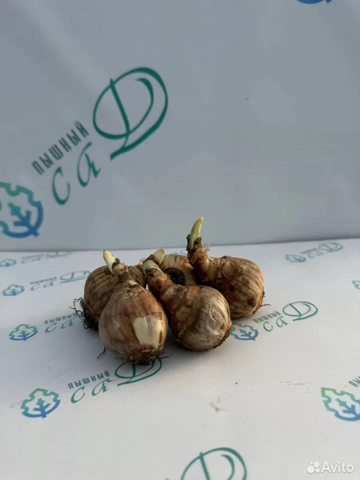 Нарцисс Розовый Крупноцветковый 30 штук