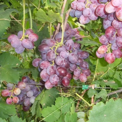 Виноград "ЗЕФИР"